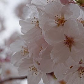 Cherry Blossom van Shurendly Baal