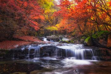  Herfst herfst van Tiger Seo
