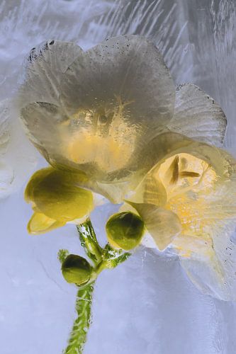 Weisse Freesie in Eis von Marc Heiligenstein