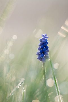 Blauwe druifjes van Kim Meijer