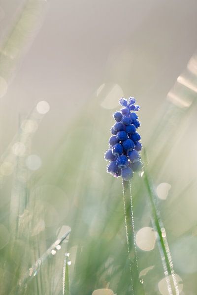 Blaue Trauben von Kim Meijer