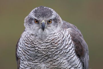 Havik (Accipiter gentilis) van Ronald Pol