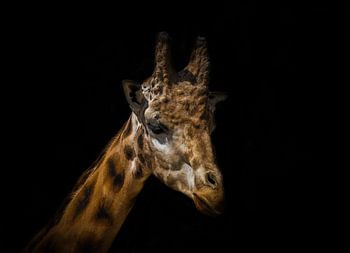 Gros plan d'une girafe traité de manière créative