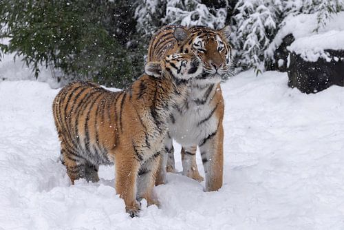 A tiger cub and its mother are enjoying the snow