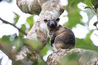 A Lumholtz's tree-kangaroo (Dendrolagus lumholtzi) Queensland, Australia by Frank Fichtmüller thumbnail