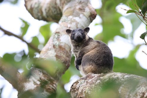 Een Lumholtz-boomkangoeroe (Dendrolagus lumholtzi) Queensland, Australië