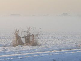Riet en sneeuw.