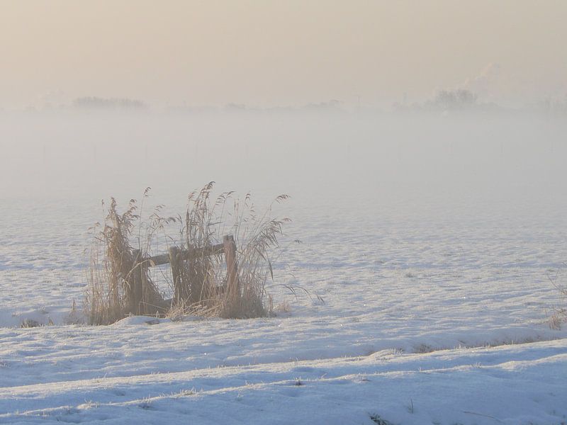 Riet en sneeuw. by Natascha Tunderman