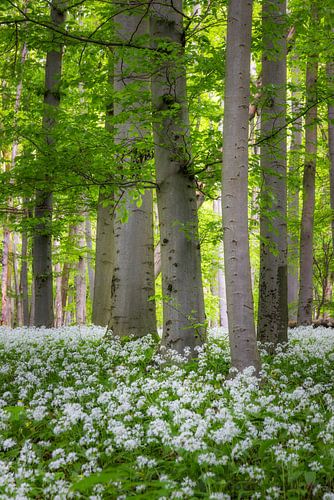 Beech trees in a carpet of wild garlic