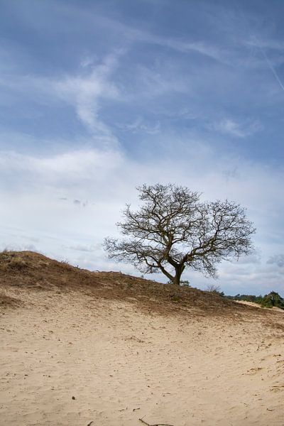 Lonely tree Hulshorsterzand by Margreet Frowijn