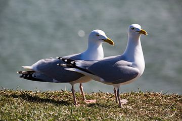 Gulls Helgoland, Helgoland meeuwen by Karin Luttmer