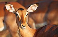 Impala - Africa wildlife by W. Woyke thumbnail