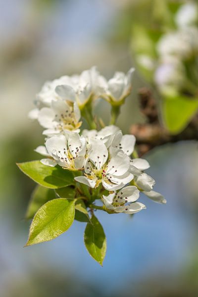 Blüte im Frühling von John van de Gazelle fotografie