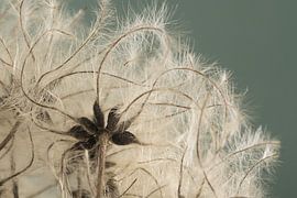 Natural fluff: the fluff of the clematis by Marjolijn van den Berg
