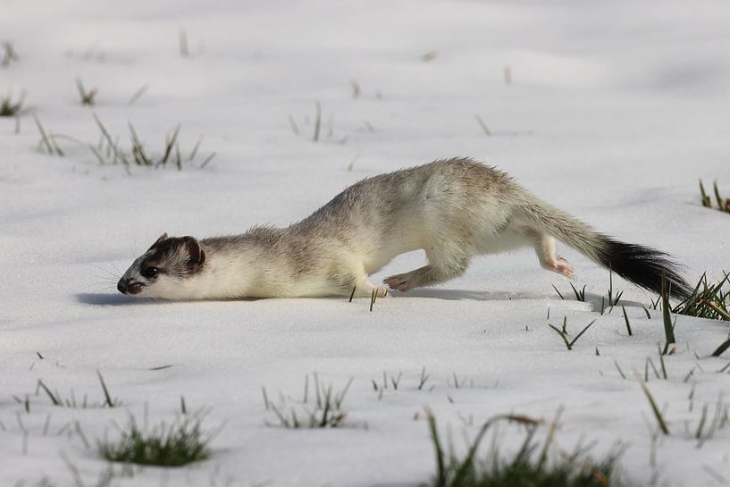 Stoat (Mustela erminea) belette à queue courte Allemagne par Frank Fichtmüller