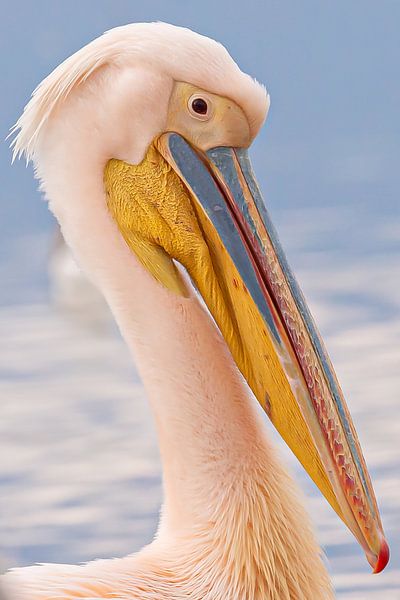 Rose pelican by Kris Hermans