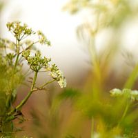 Weeds?