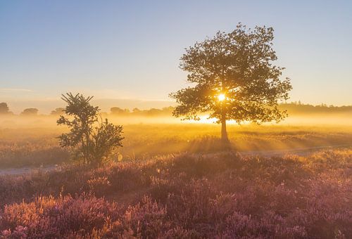 Paarse heide Bakkeveense duinen