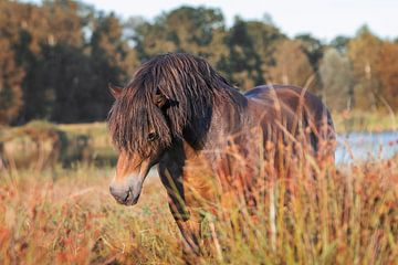 Exmoor stallion in Friesland by Maria-Maaike Dijkstra