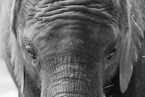 Baby elephant