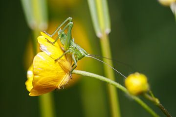 Small acrobat van Antoine Deleij