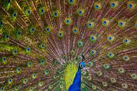 peacock by Niels  de Vries thumbnail