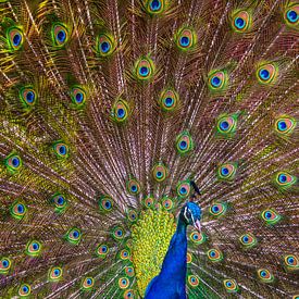 peacock by Niels  de Vries
