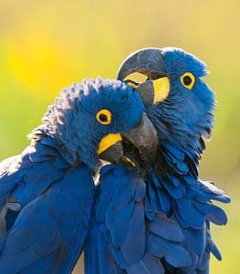 Close-up of two Hyacinth Macaws sur AGAMI Photo Agency