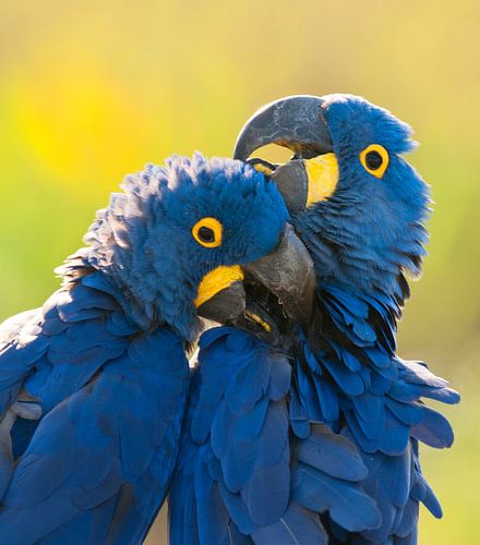 Close-up of two Hyacinth Macaws