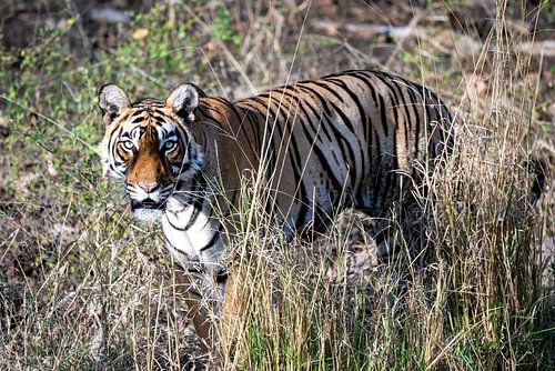 Tiger in India