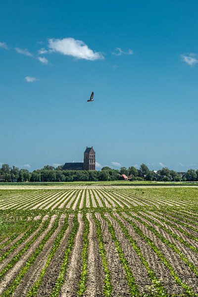 Het kerktorentje van Ferwerd in de voorjaarszon van Harrie Muis