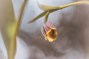 Blumen Teil 87