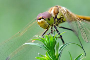 stone red heather dragonfly on plant by Petra Vastenburg