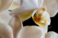 Binnen in een witte orchidee
