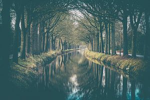 Rangée d'arbres se reflétant le long d'un canal d'eau