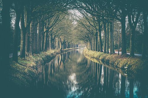 Bomenrij spiegelend langs waterkanaal