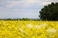Lübeck met verkrachting van Pfotowelt thumbnail