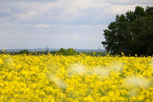 Lübeck mit Raps von Pfotowelt