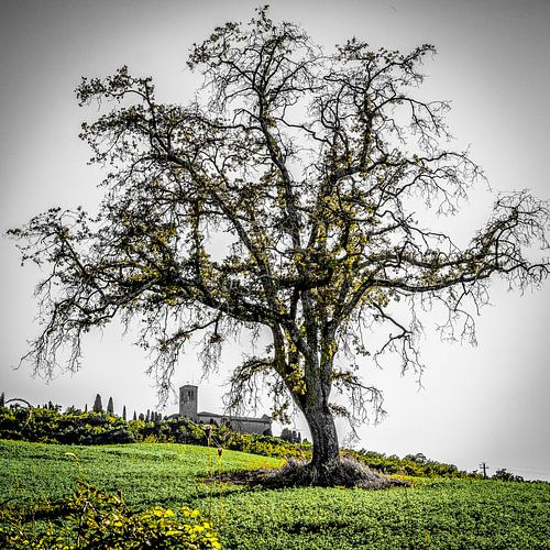 Eikenboom met abdij, Val d'Orcia, Toscane, Italië.