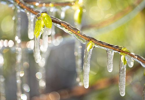 Icicles