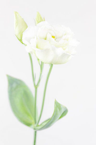 Fleur &quot;High key&quot; Couleur 5 par Albert Mendelewski