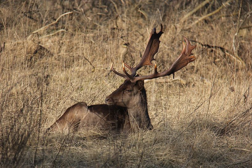 In the wild by Mandy Van den Ende