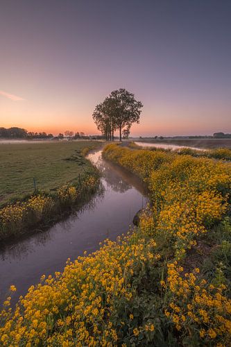 Kleurrijke typisch Nederlands polderlandschap in de lente