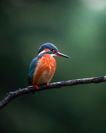 Eisvogel von Tom Zwerver