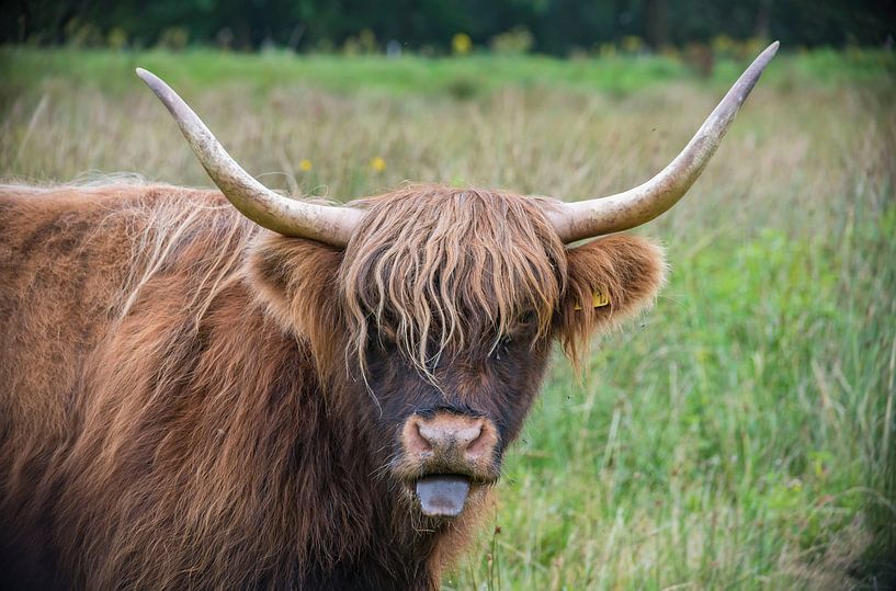 Schottischer Highlander von Ans Bastiaanssen