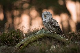 Ural Owl ( Strix uralensis ) at sunrise