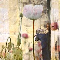 Poppy