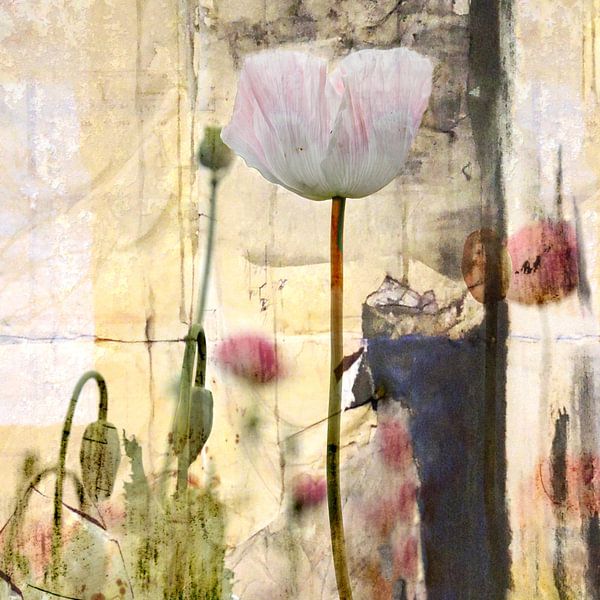 Poppy by Adri van Daal  Photo-Art