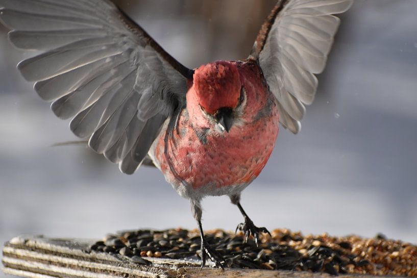 A durbec of pines to the feeder by Claude Laprise