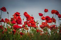 Mohnblumen